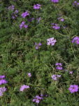 VERBENA_MORADA (1)