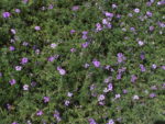 VERBENA_MORADA (1)