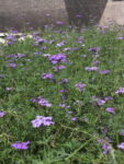 VERBENA_MORADA (1)