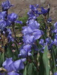 IRIS_GERMANICA (5)