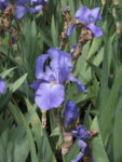 Iris germanica
