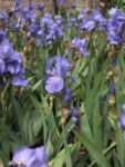 IRIS_GERMANICA (5)