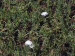 RAYO_DE_SOL_BLANCO (4)