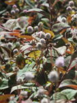 Persicaria capitata/polígono