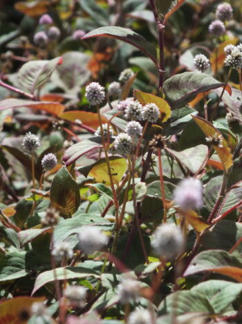 Persicaria capitata/polígono