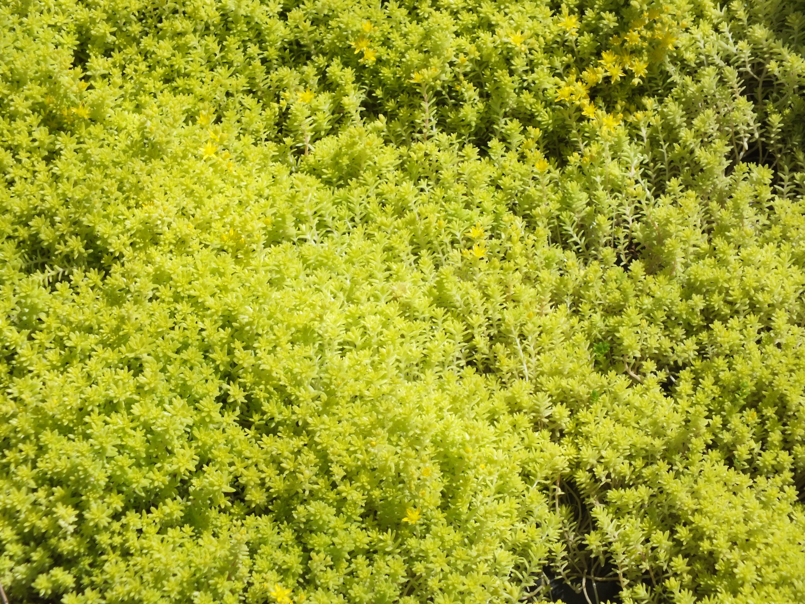 SEDUM_AMARILLO (1)