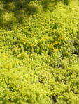 Sedum Amarillo