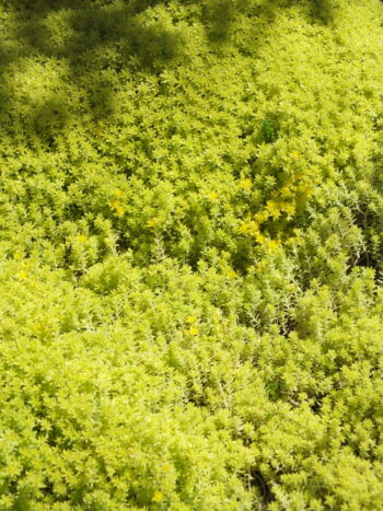 Sedum Amarillo