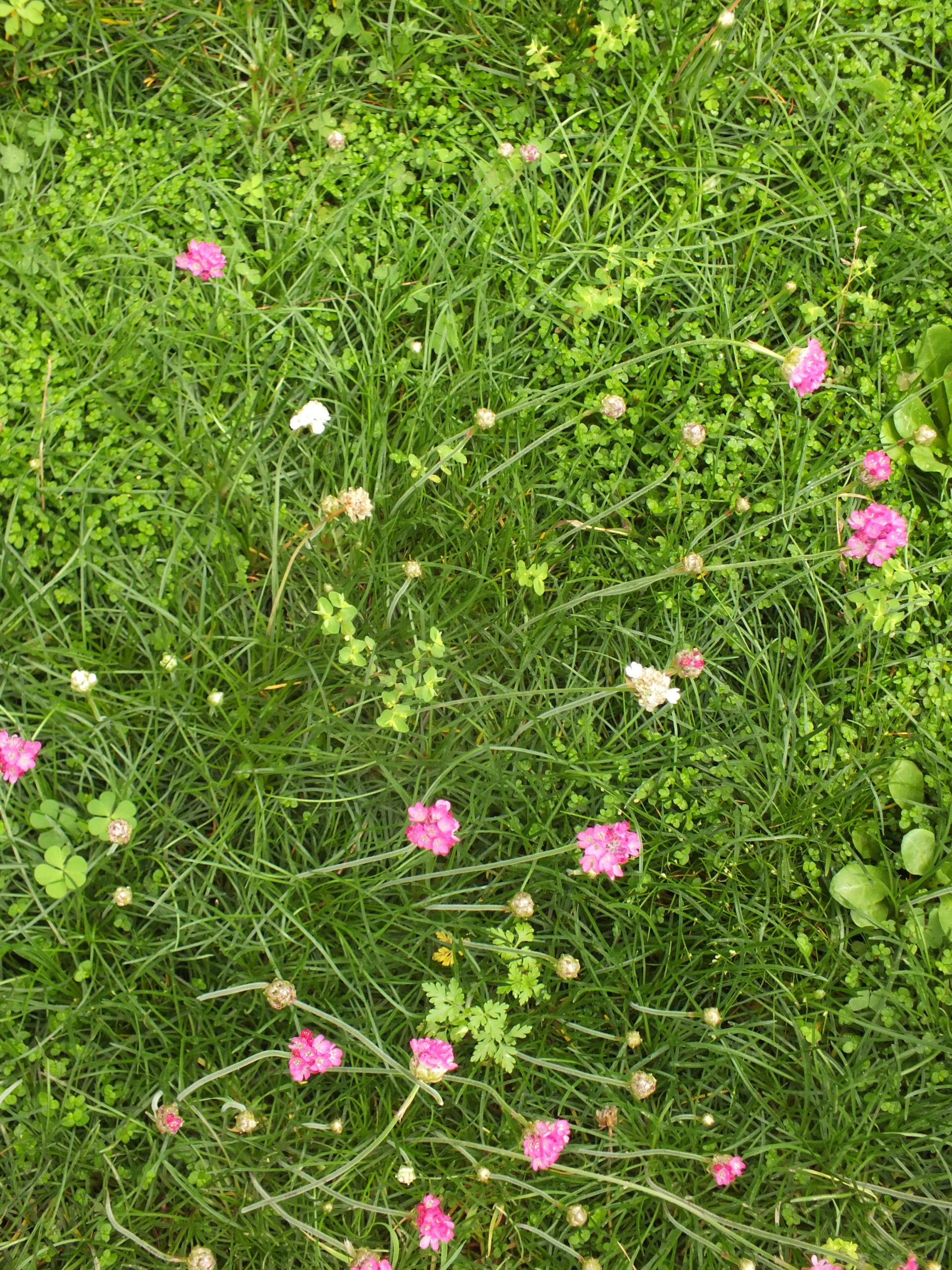 ARMERIA_MARITIMA (1)