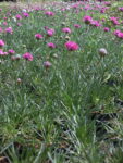 ARMERIA_MARITIMA (3)