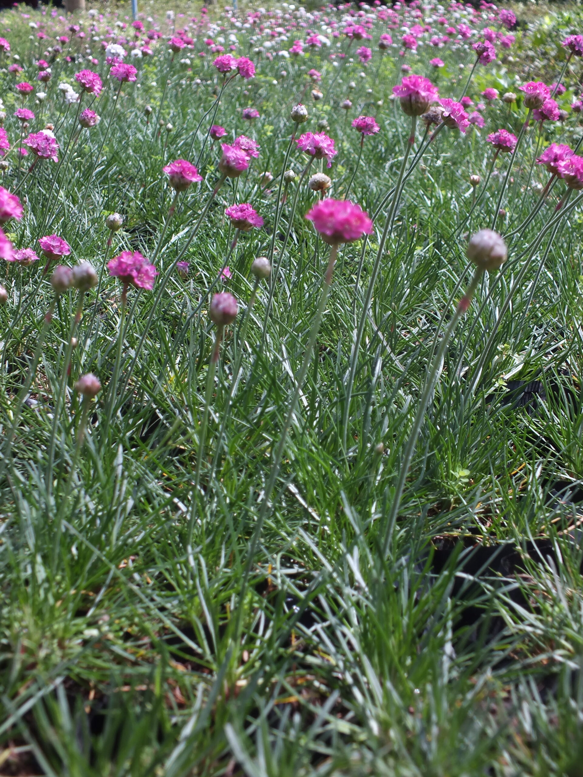 ARMERIA_MARITIMA (2)