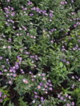 ASTER_AGERATOIDES (2)