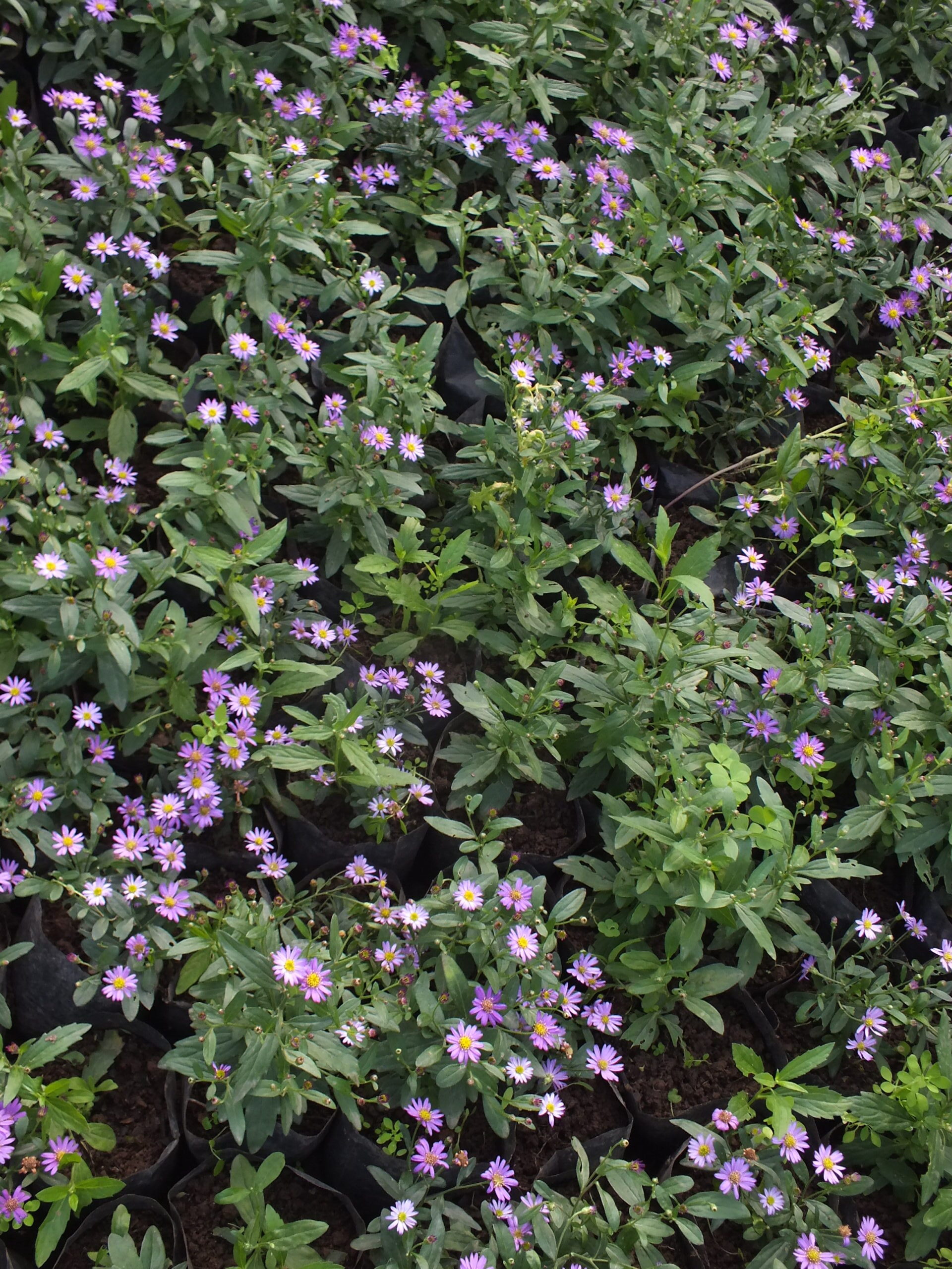 ASTER_AGERATOIDES (1)