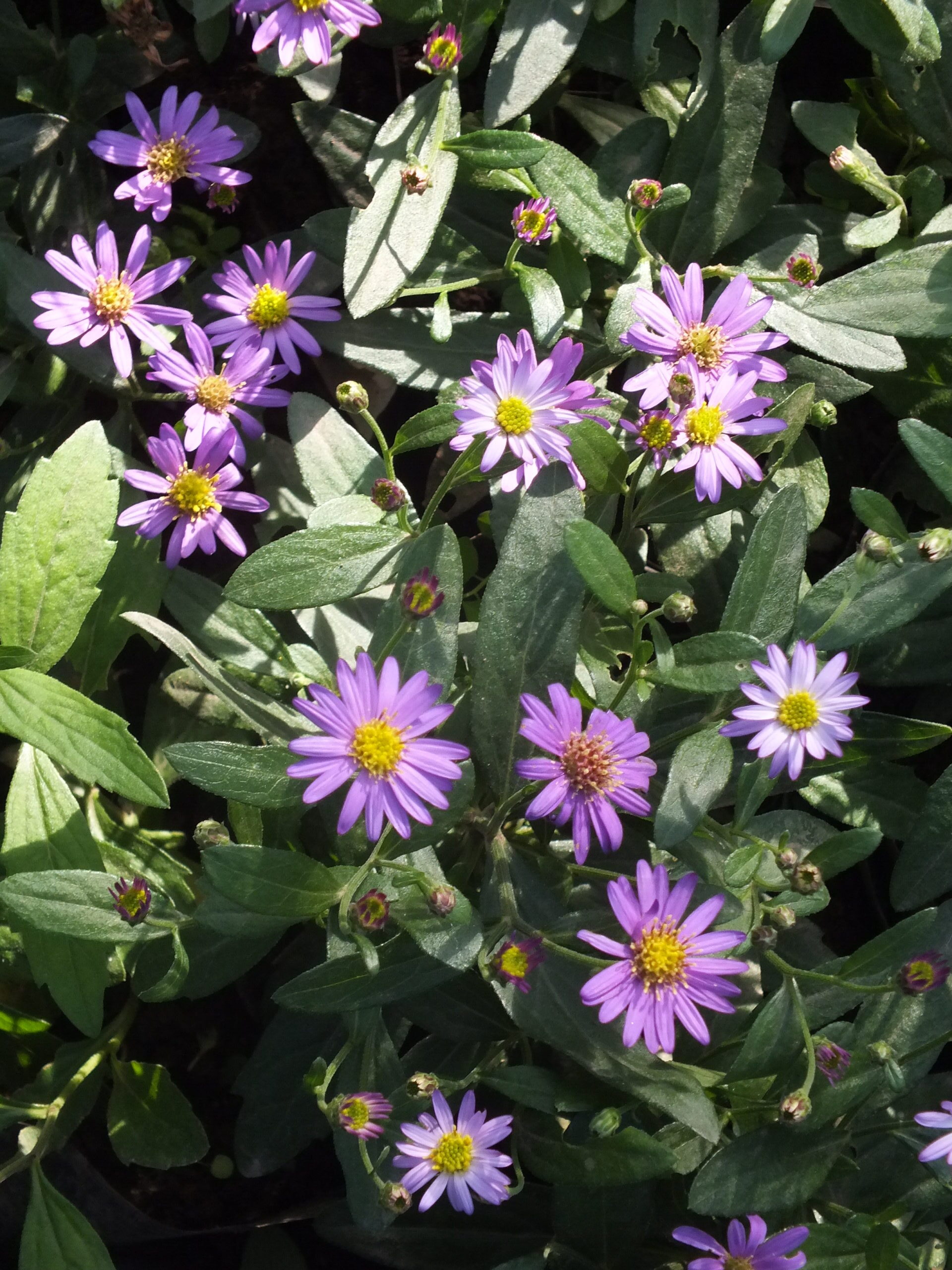 ASTER_AGERATOIDES (2)