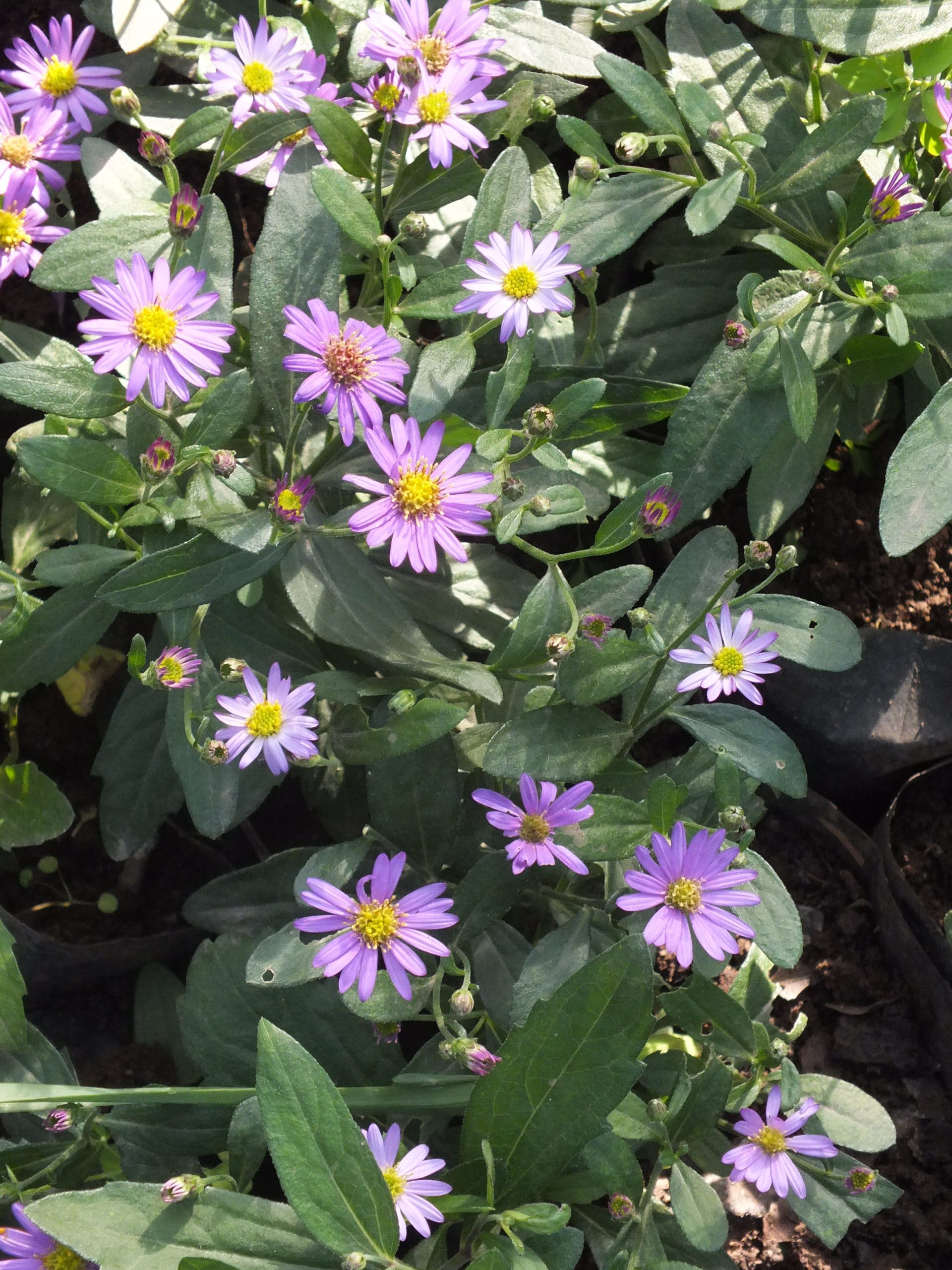 ASTER_AGERATOIDES (3)