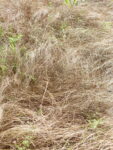 CAREX_BRONZE (1)