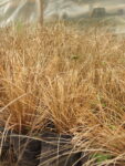 Carex Bronce