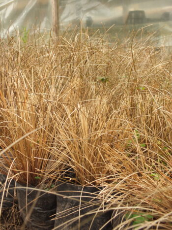 Carex Bronce