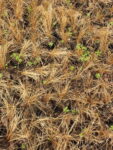 CAREX_BRONZE (1)