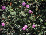 Erodium_geronio_alpino (2)
