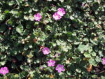 Erodium_geronio_alpino (2)