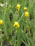 IRIS_GERMANICO_AMARILLO (2)