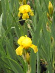 Iris germanico amarillo