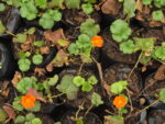 GEUM_NARANJO (2)