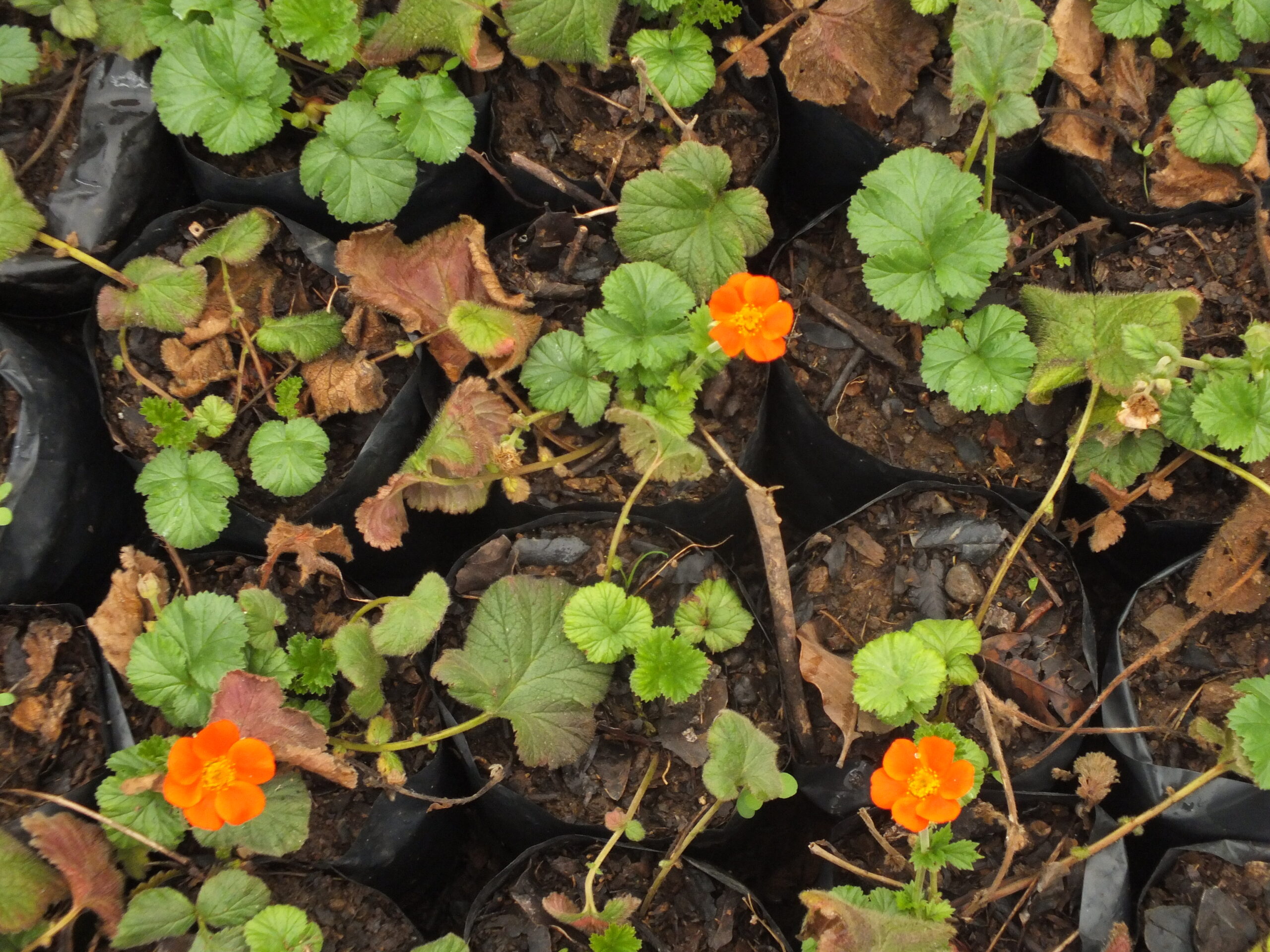 GEUM_NARANJO (1)