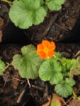 Geum Naranjo