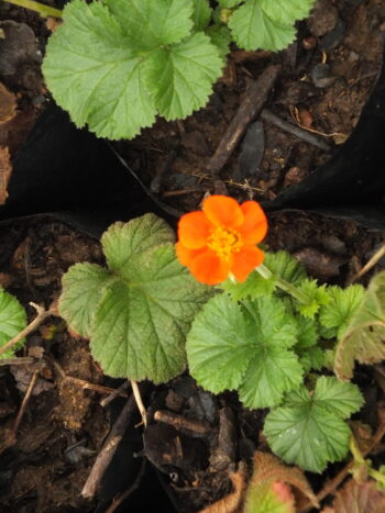 Geum Naranjo