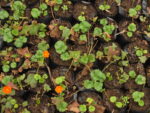 GEUM_NARANJO (2)