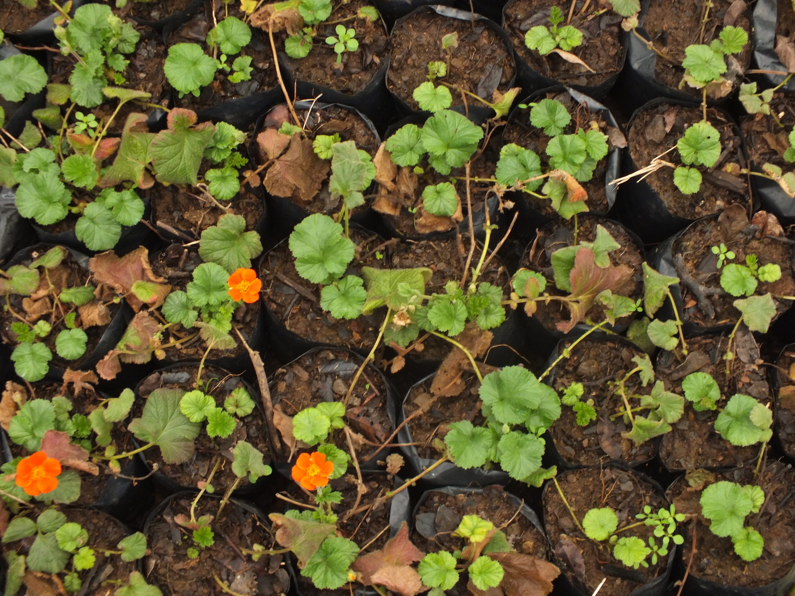 GEUM_NARANJO (3)