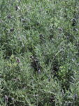 LAVANDA_FRANCESA (1)