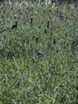 LAVANDA_FRANCESA (1)