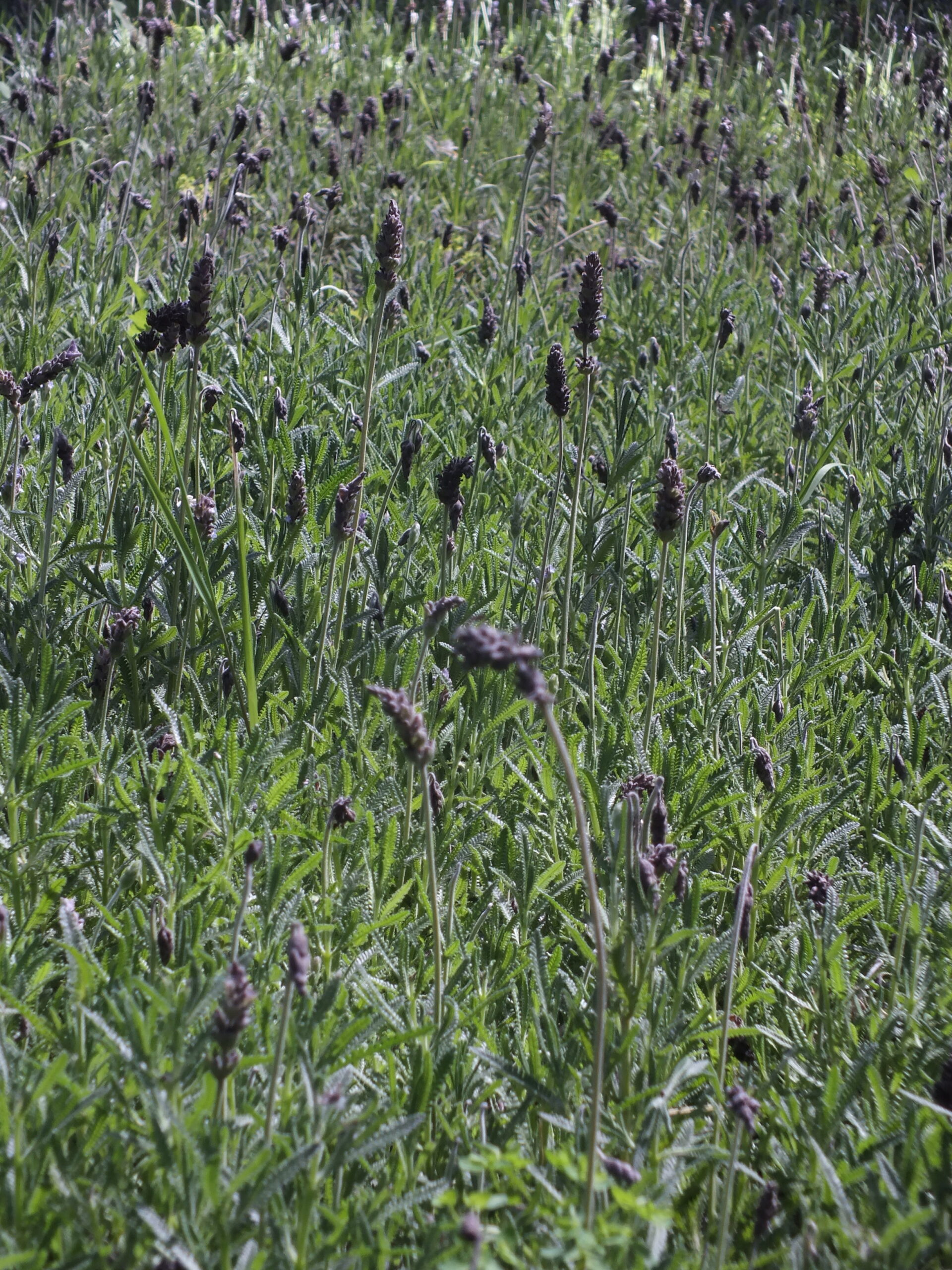 LAVANDA (2)