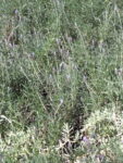 Lavanda francesa