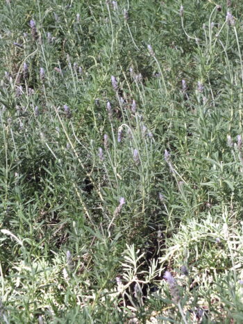 Lavanda francesa