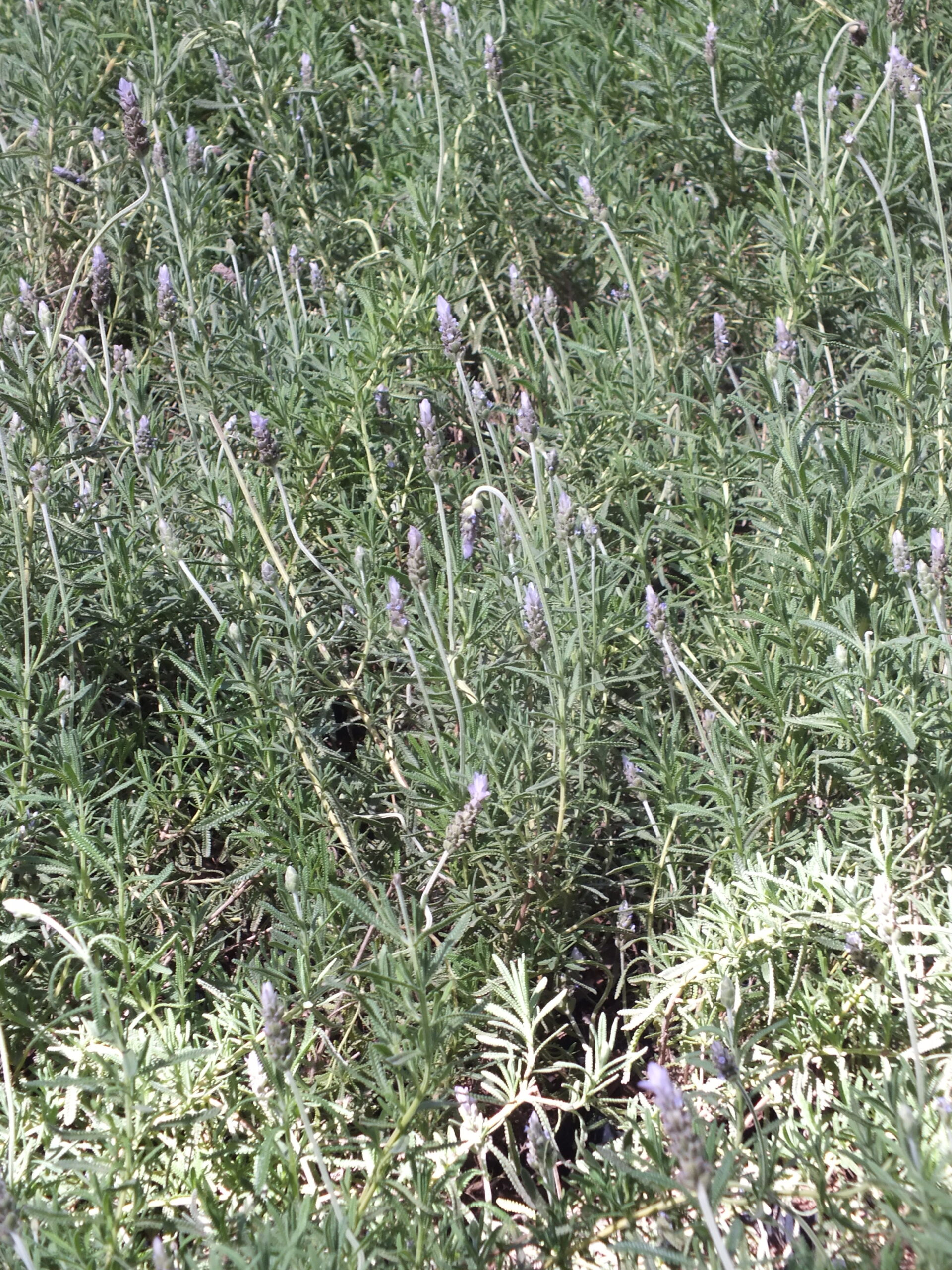 LAVANDA_FRANCESA (1)