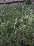 LAVANDA_FRANCESA (1)