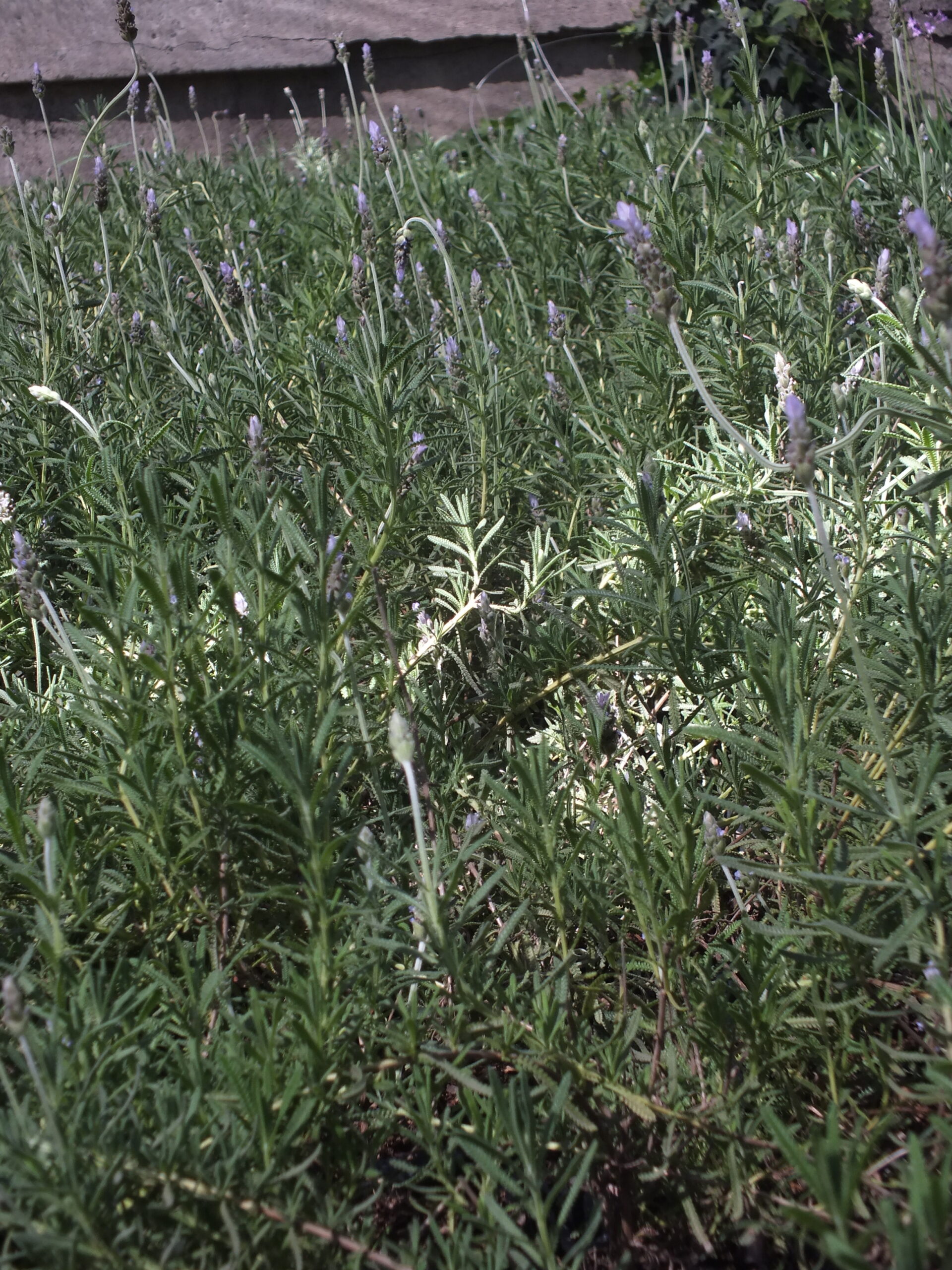 LAVANDA_FRANCESA (2)