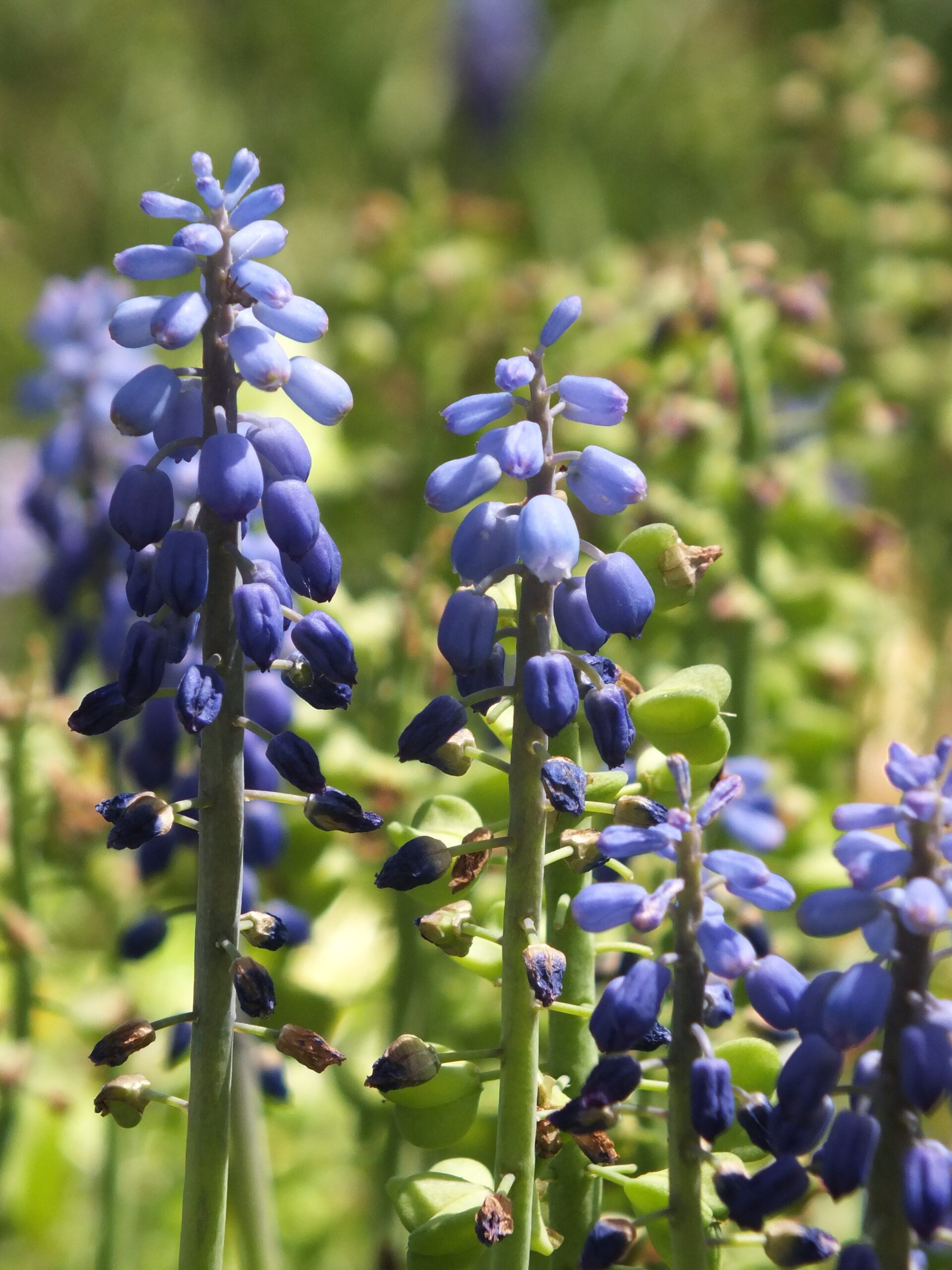 MUSCARI (1)