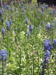MUSCARI (3)
