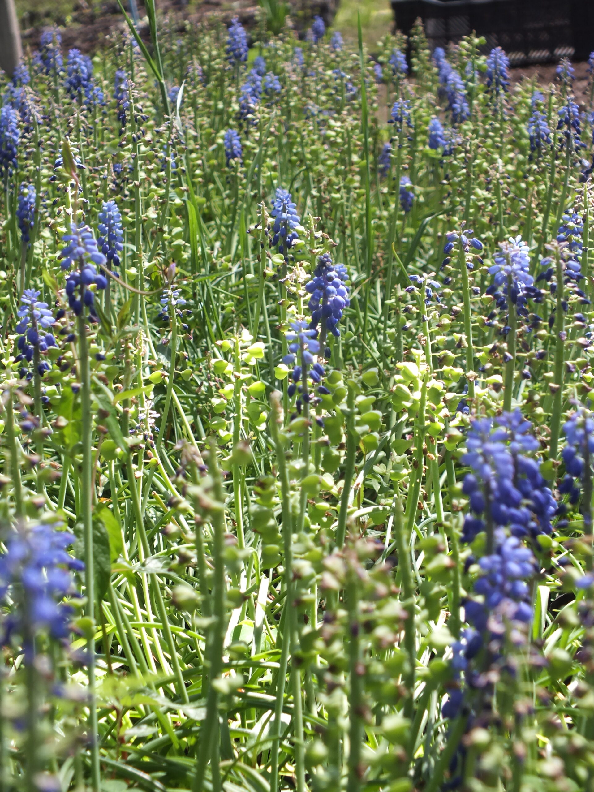 MUSCARI (2)