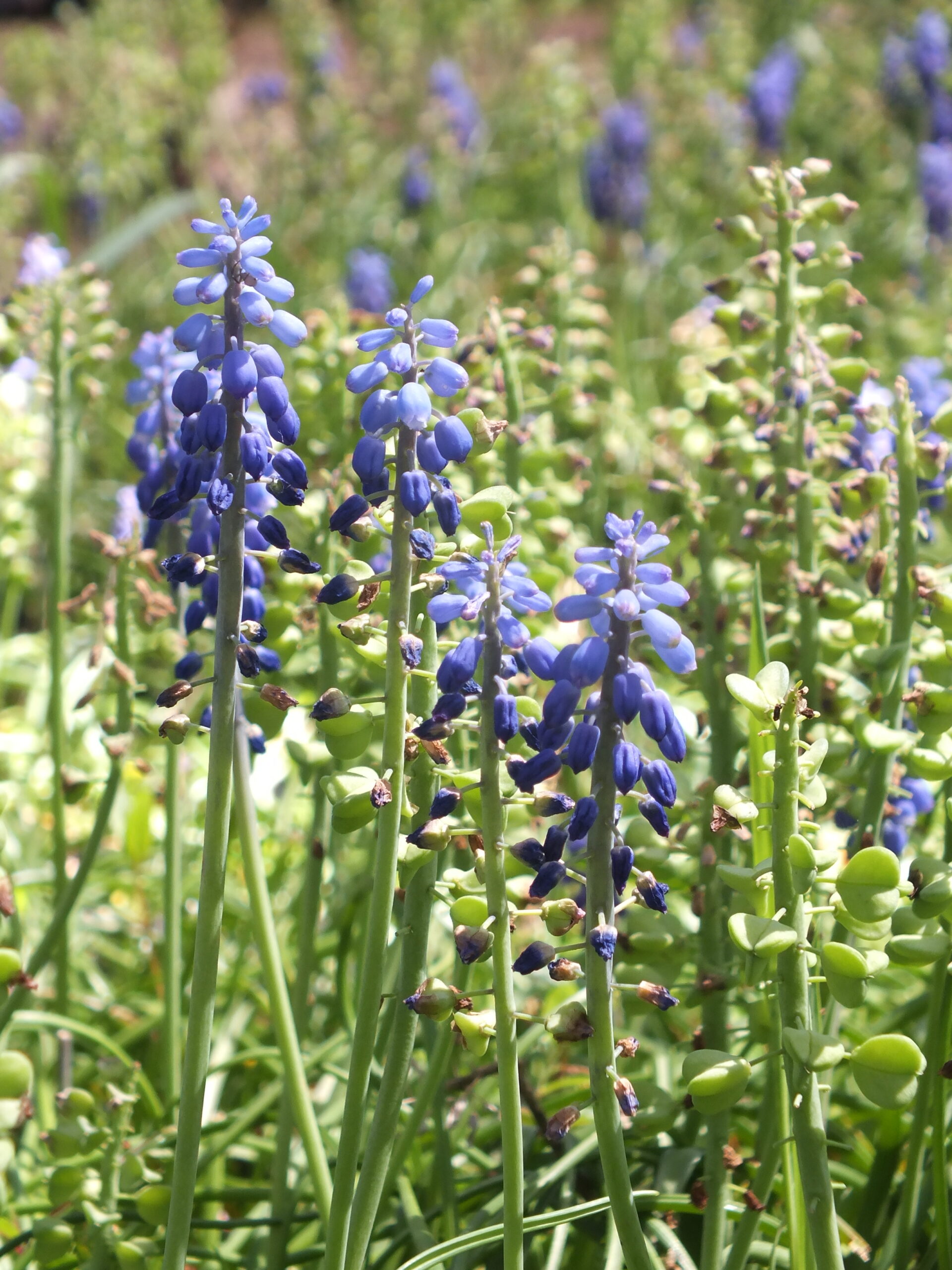 MUSCARI (3)