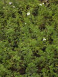 VERBENA_BLANCA (2)