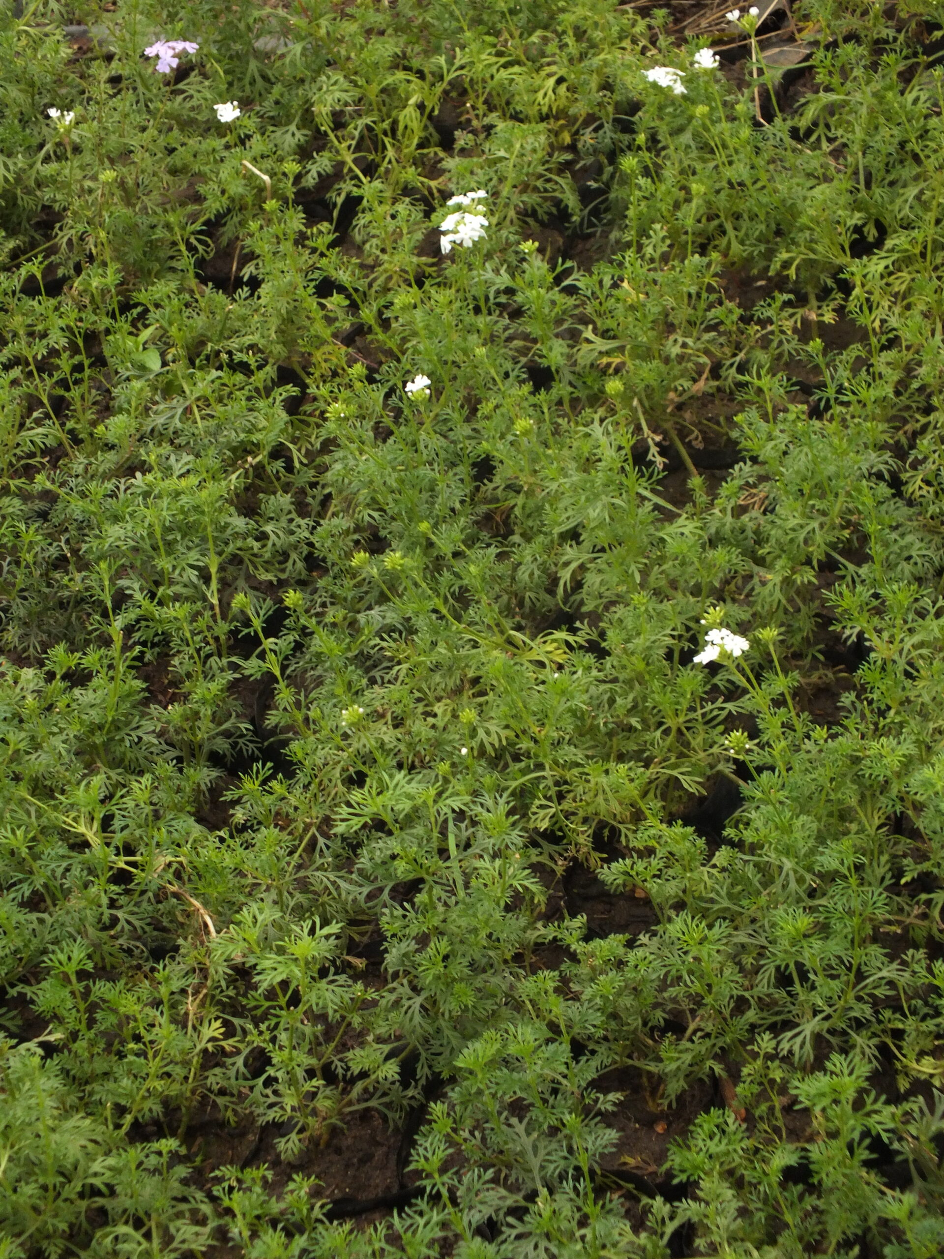 VERBENA_BLANCA (1)