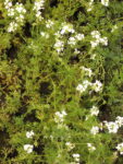 Verbena rastrera blanca