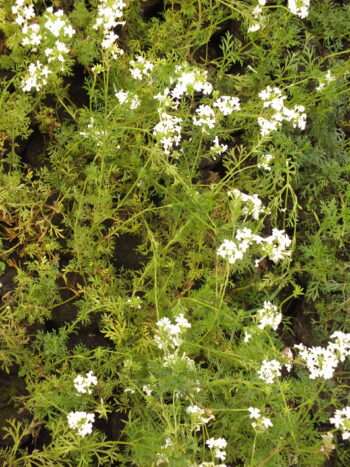 Verbena rastrera blanca