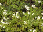 VERBENA_BLANCA (2)